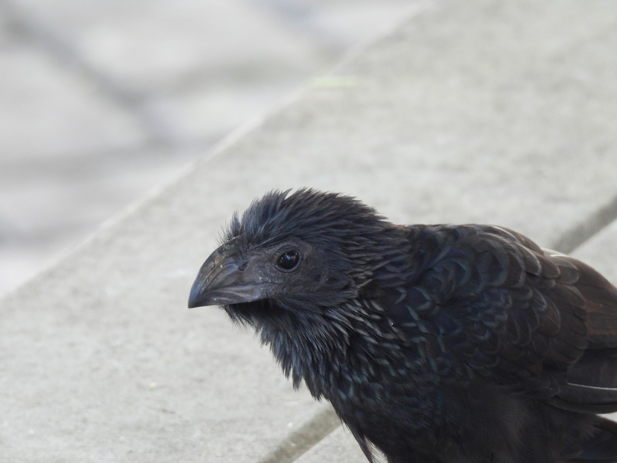 Groove-billed Ani - ML646589688