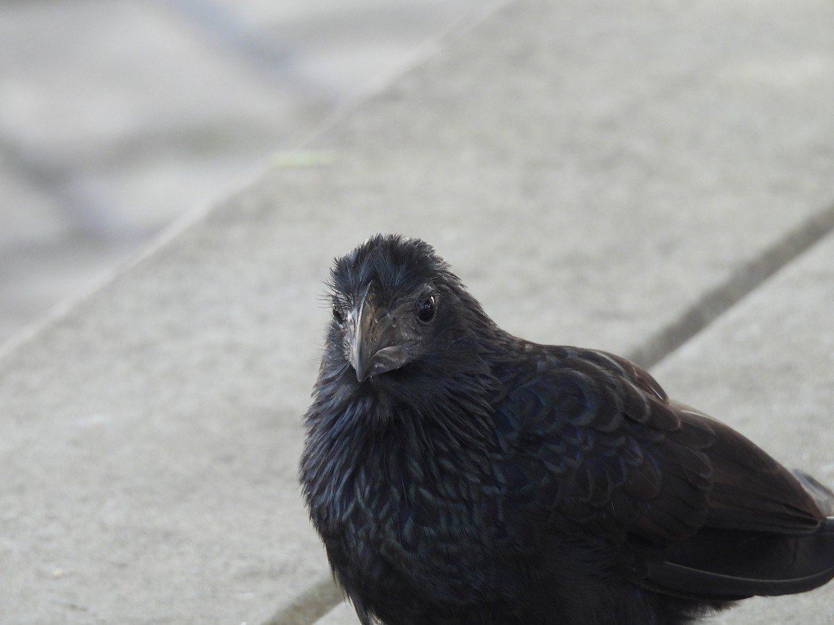 Groove-billed Ani - ML646589689
