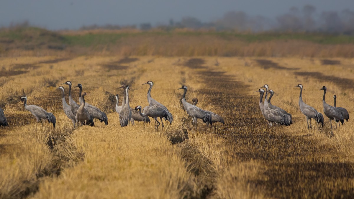 Kurrilo arrunta - ML646589697