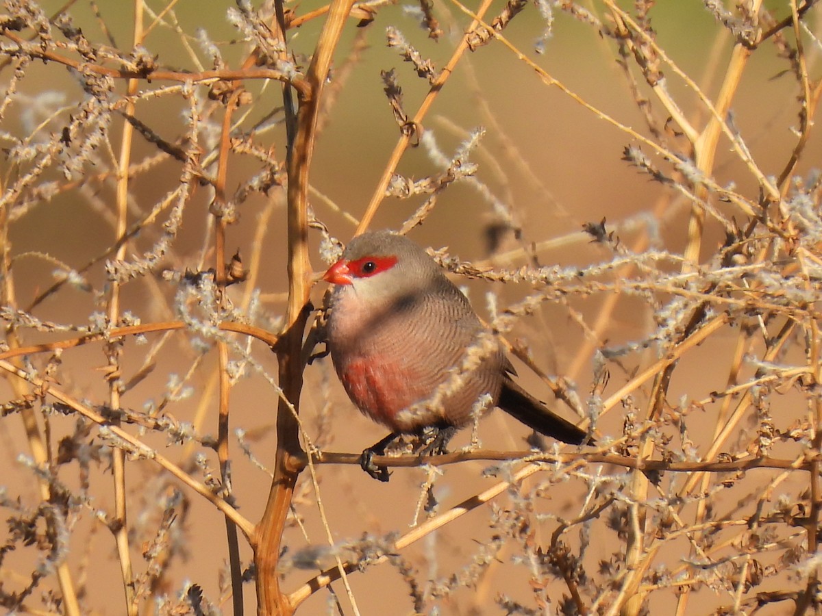 Common Waxbill - ML646589700