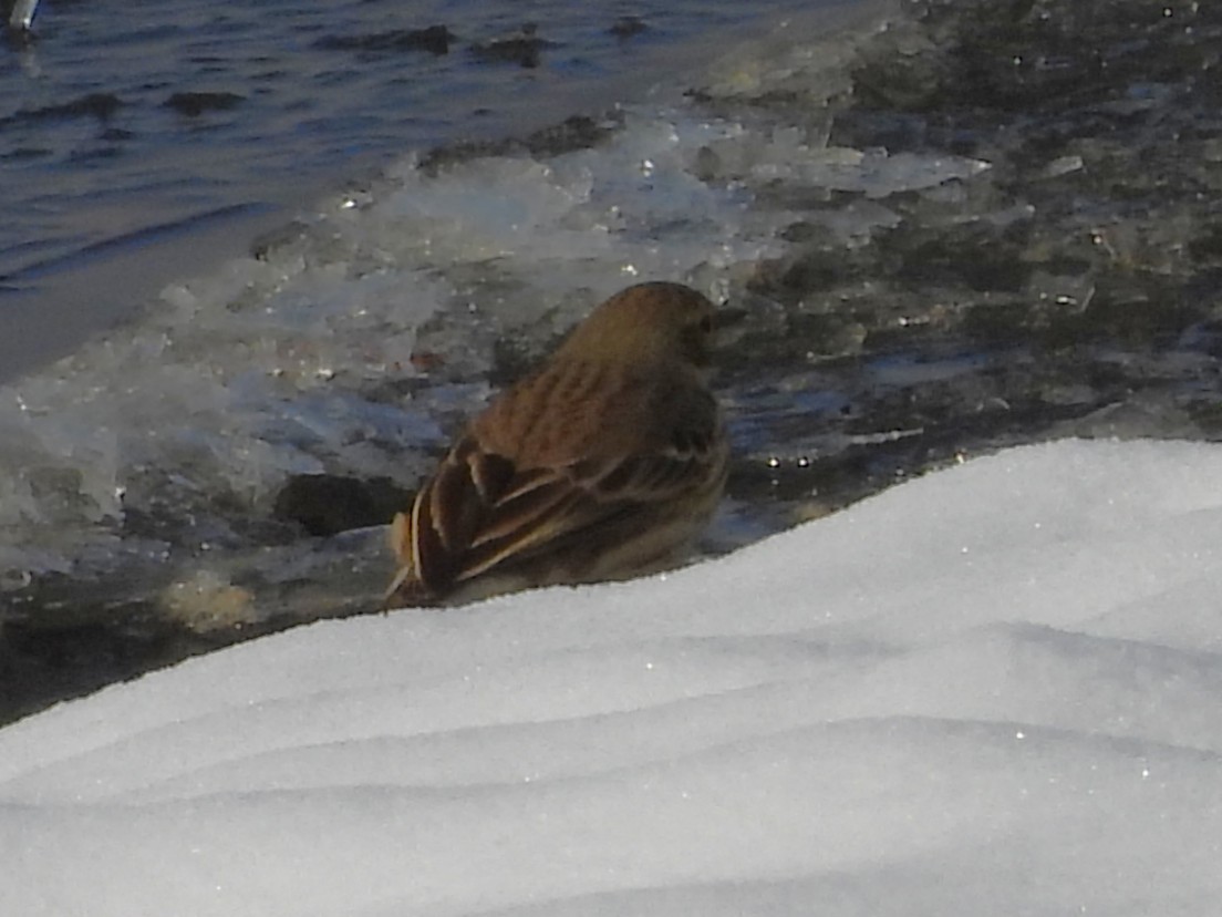 American Pipit - ML646589702