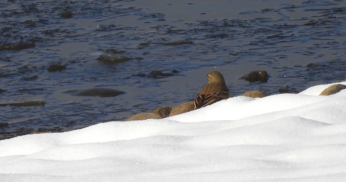 American Pipit - ML646589703