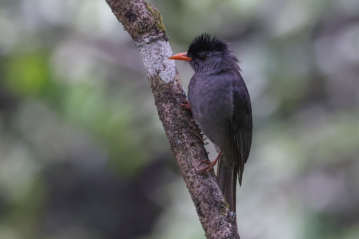 Malagasy Bulbul - ML646589716