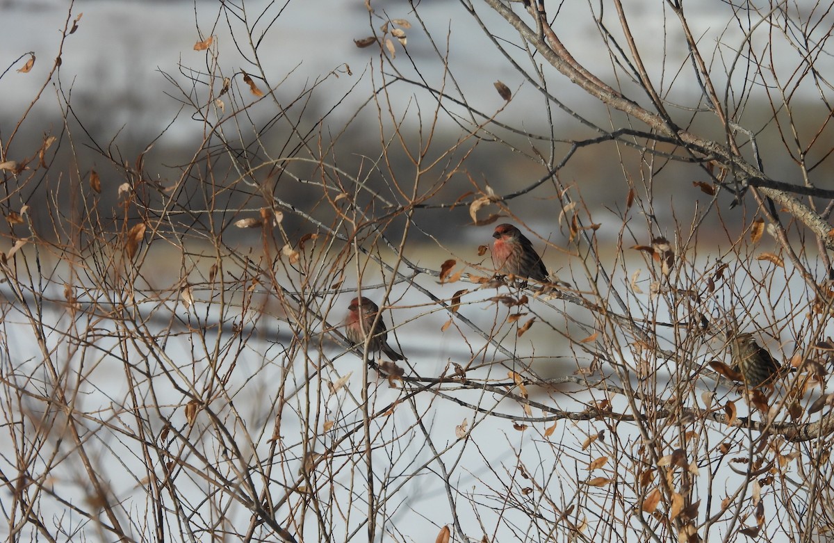 House Finch - ML646589718