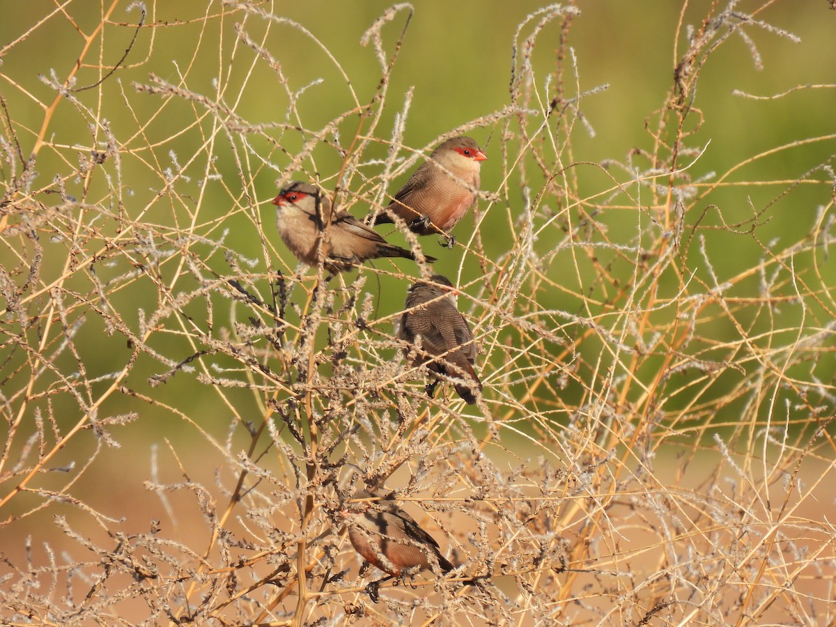 Common Waxbill - ML646589720