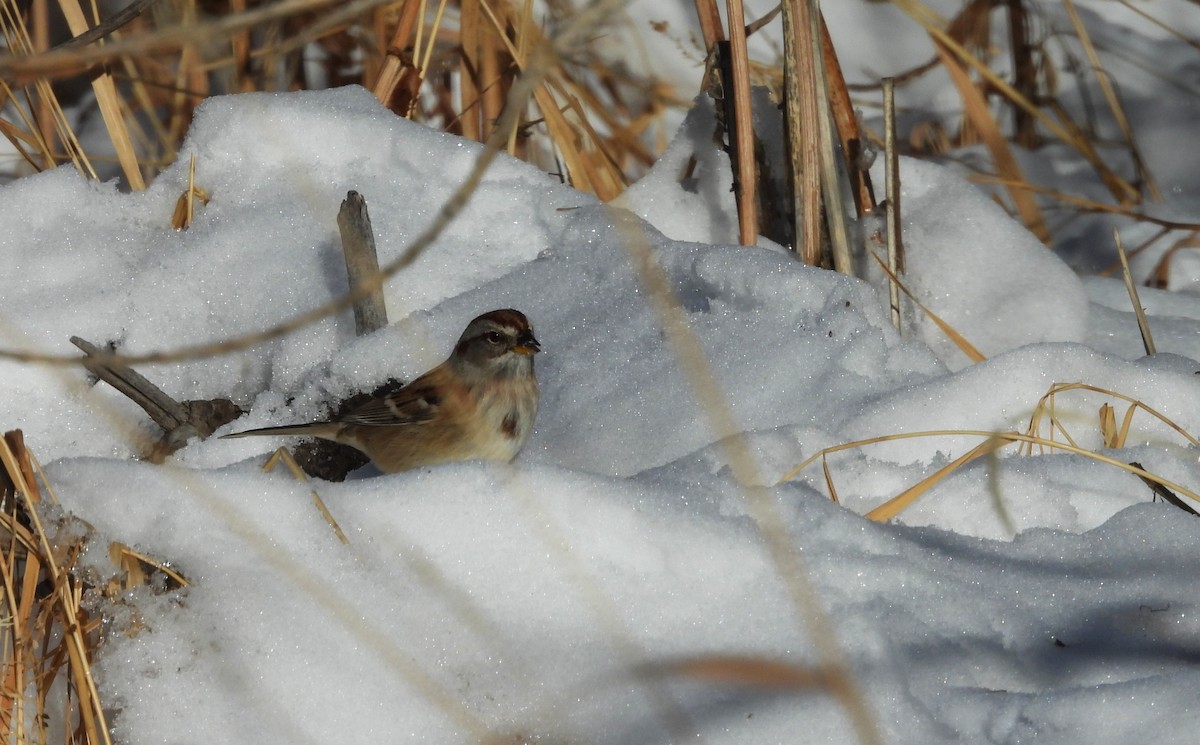 American Tree Sparrow - ML646589721