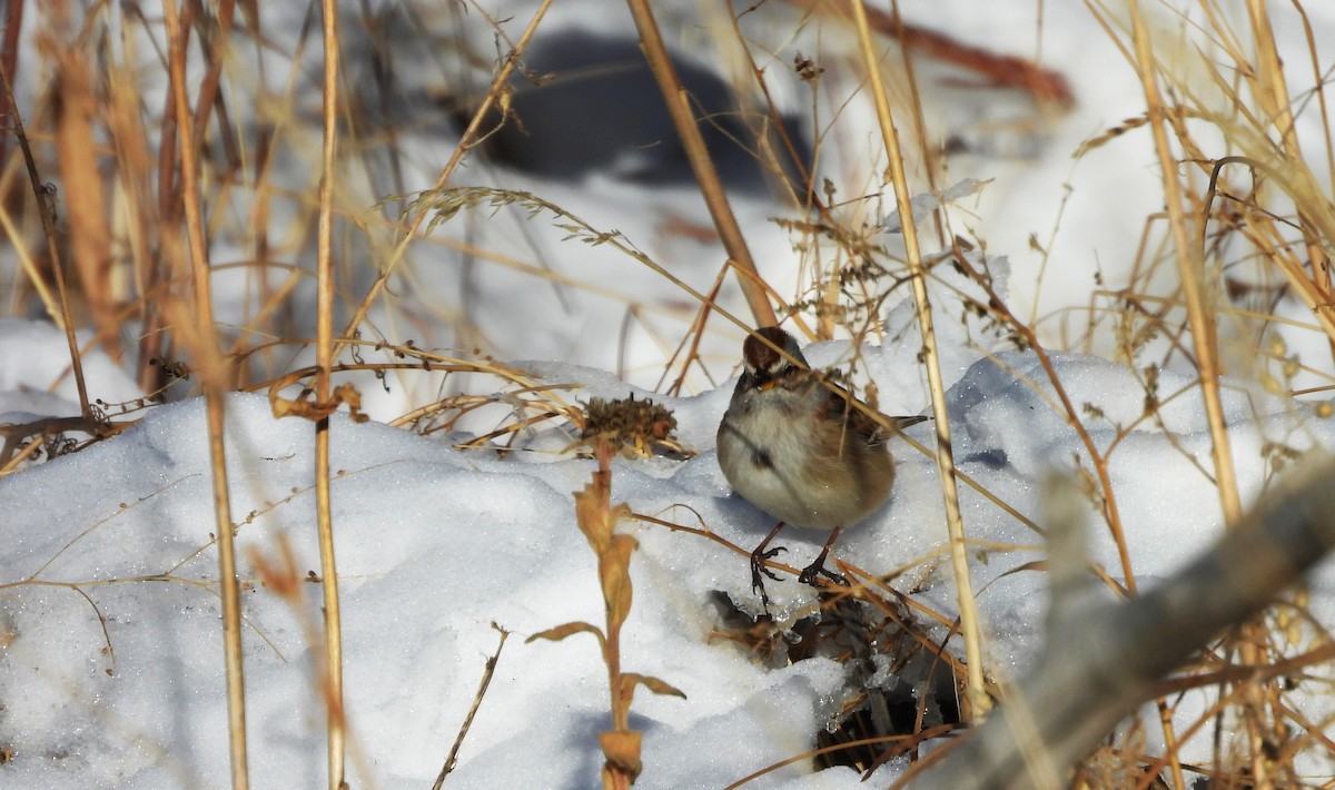 American Tree Sparrow - ML646589722