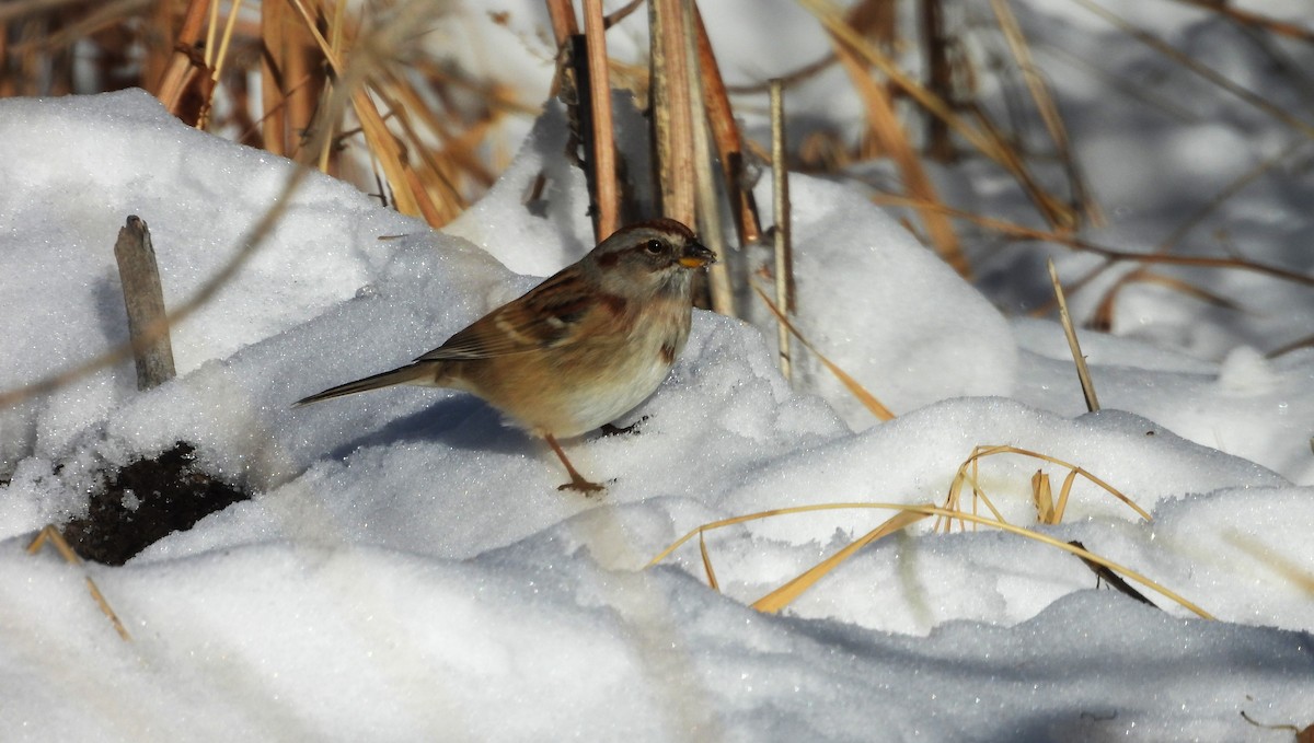 American Tree Sparrow - ML646589723