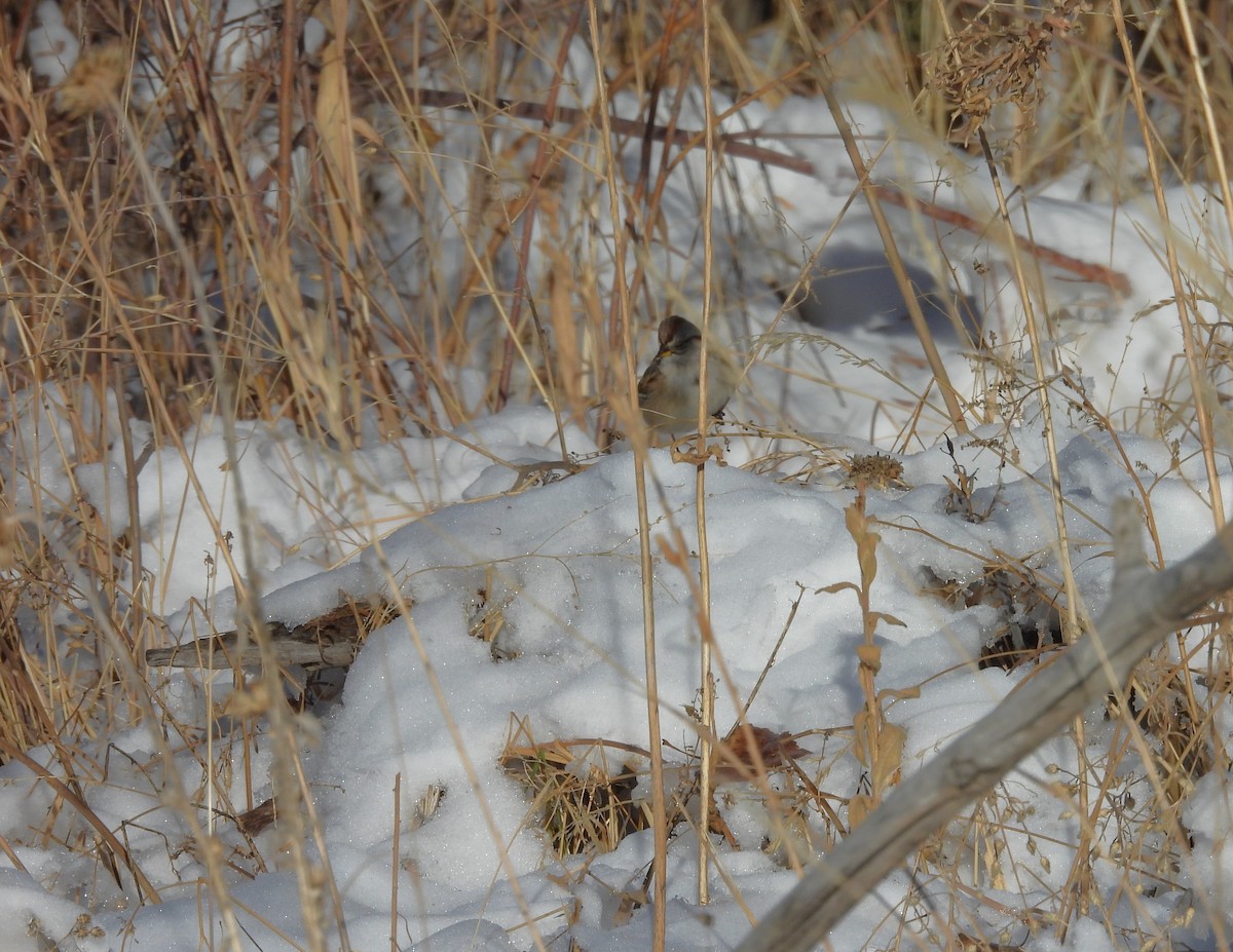 American Tree Sparrow - ML646589724