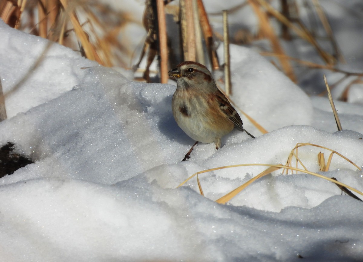 American Tree Sparrow - ML646589725