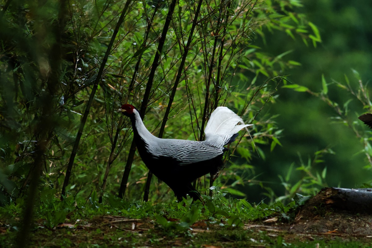 Silver Pheasant - ML646589728