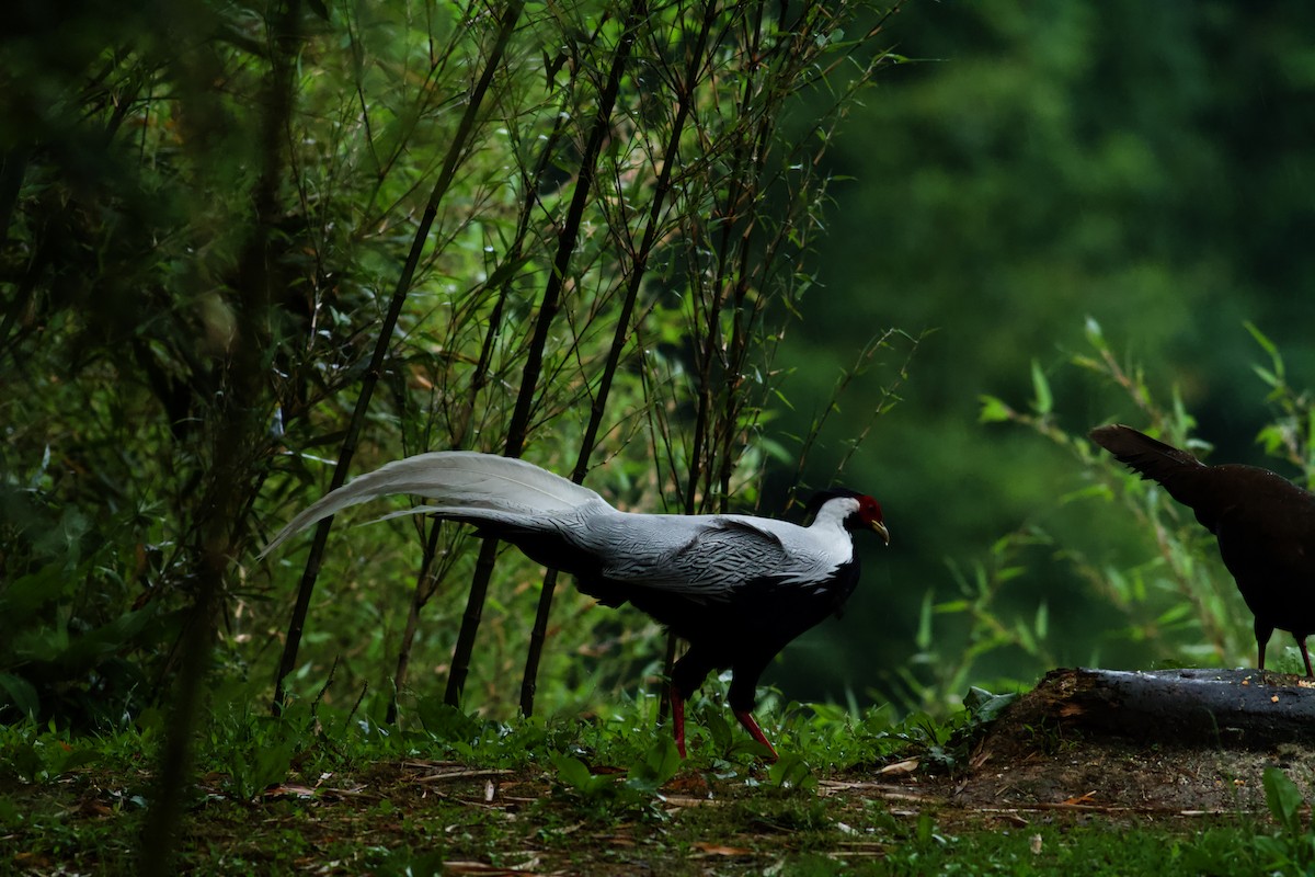 Silver Pheasant - ML646589729