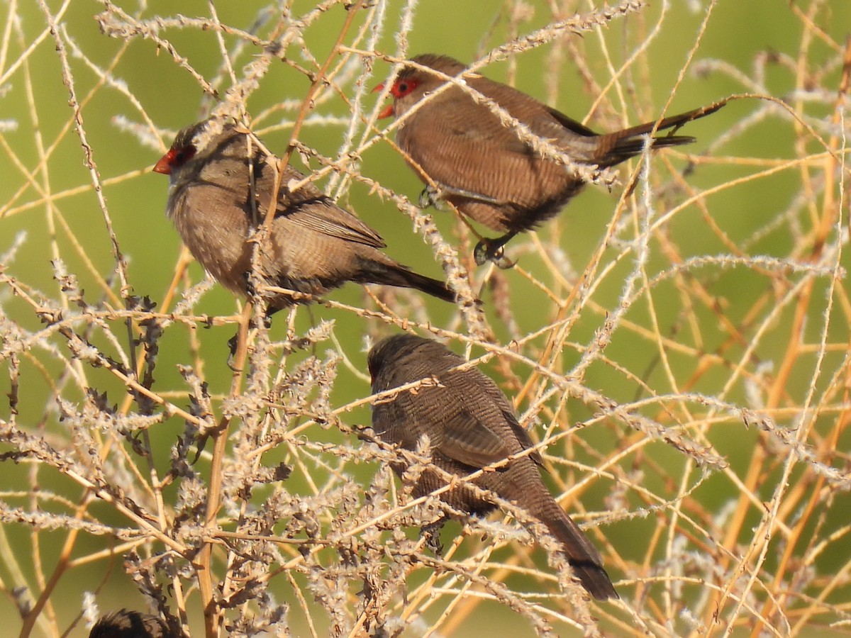 Common Waxbill - ML646589730