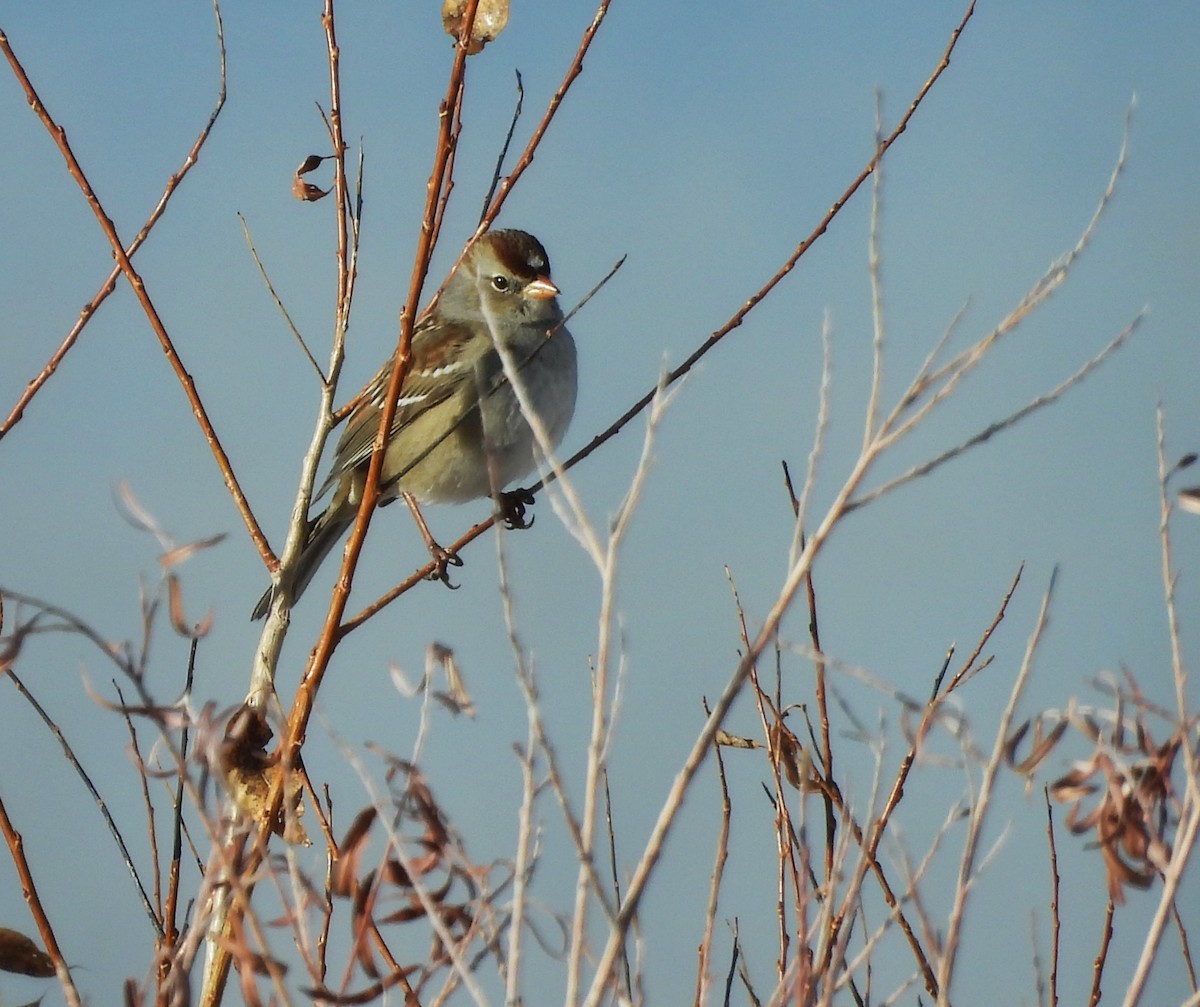 White-crowned Sparrow - ML646589731
