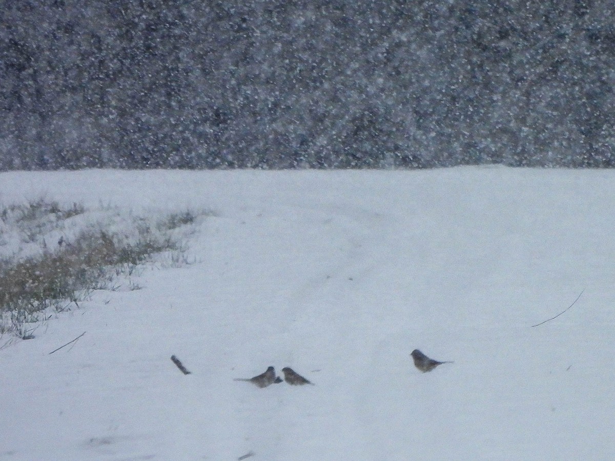American Tree Sparrow - ML646589732