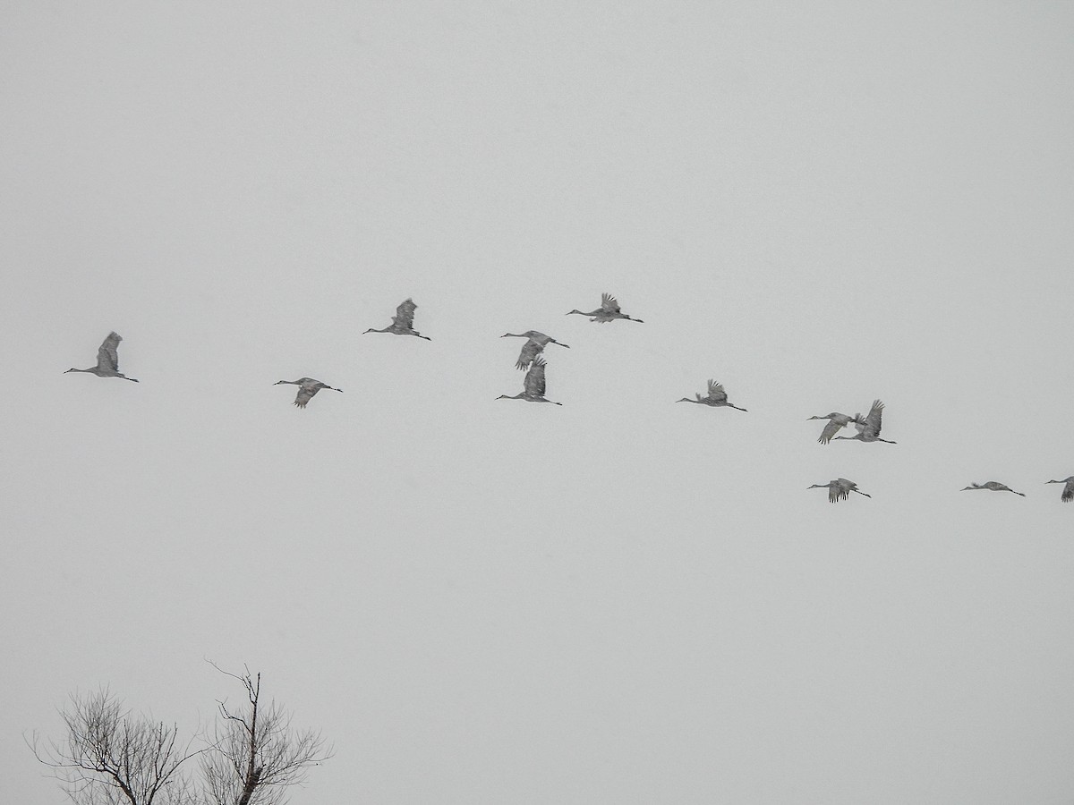 Kanadakranich - ML646589737