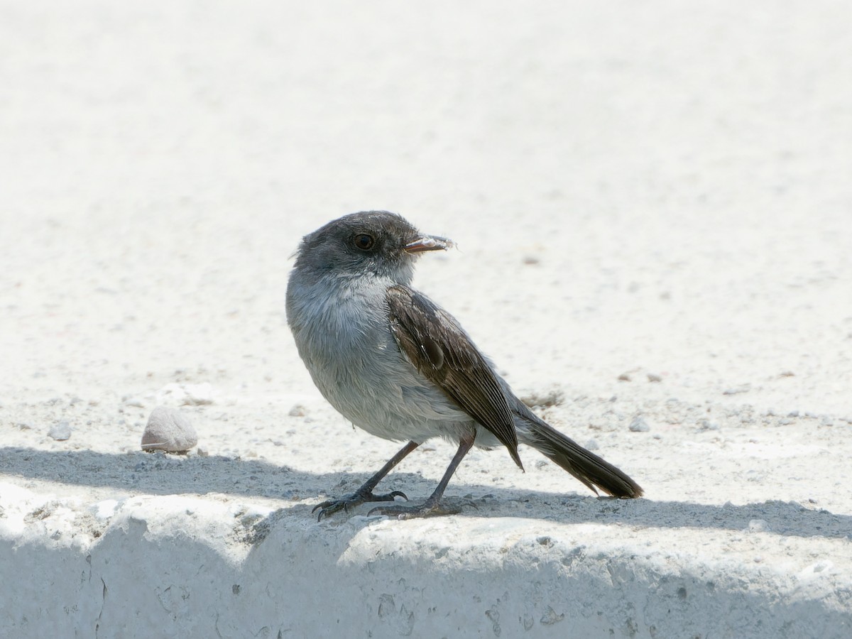 Dere Tiranületi - ML646589739