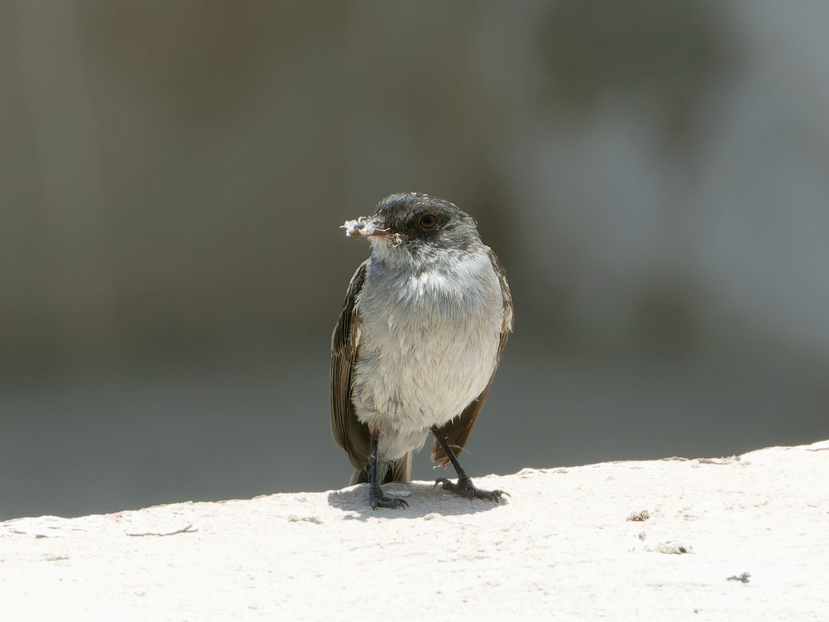 Dere Tiranületi - ML646589740