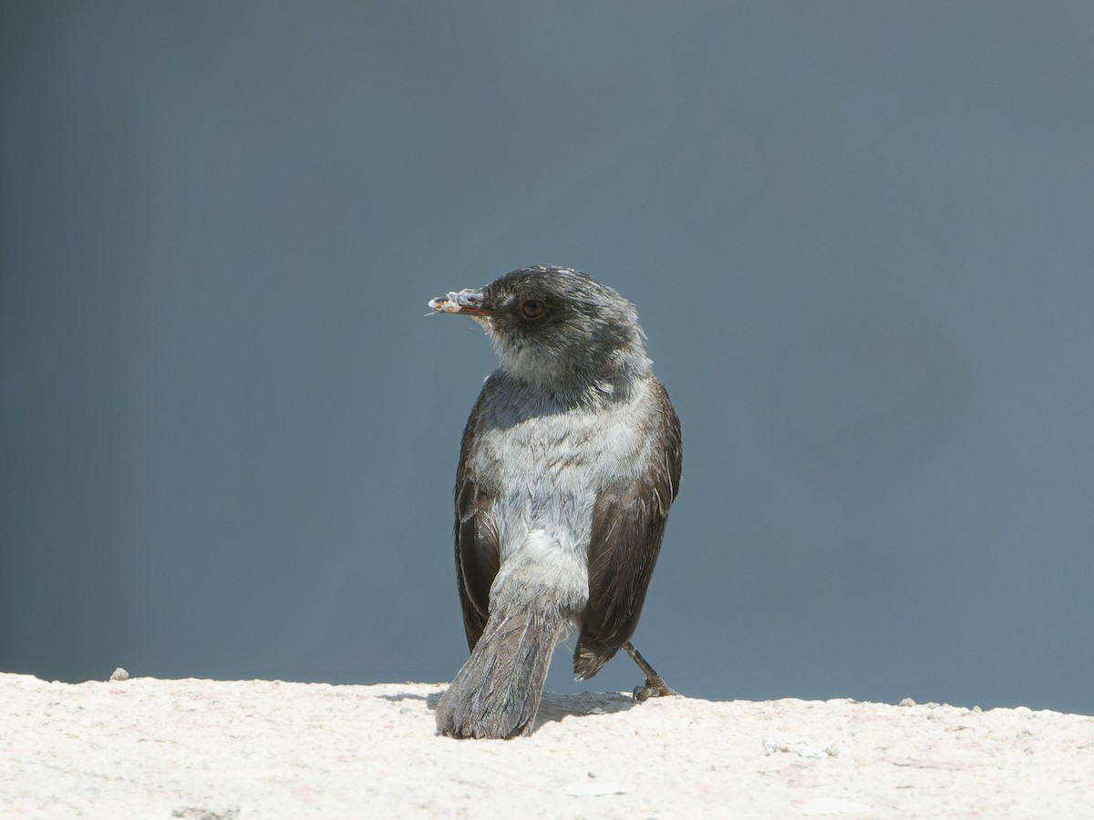 Dere Tiranületi - ML646589742