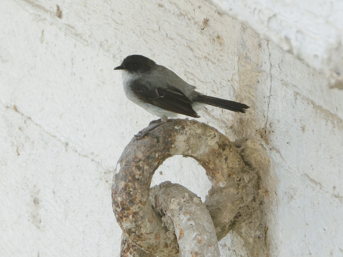 Dere Tiranületi - ML646589743