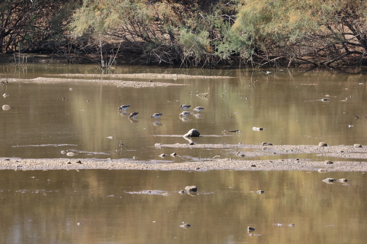 Бекас - ML646589744