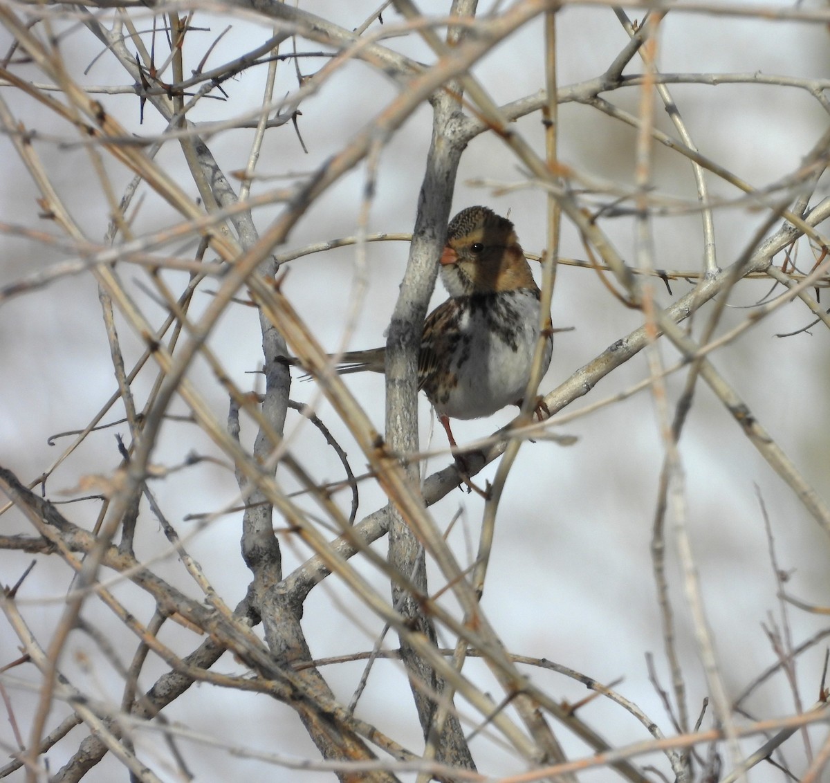 Harris's Sparrow - ML646589746