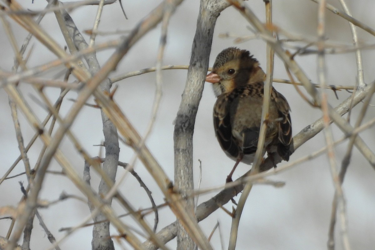 Harris's Sparrow - ML646589747