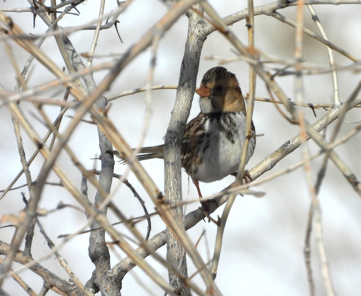 Harris's Sparrow - ML646589748
