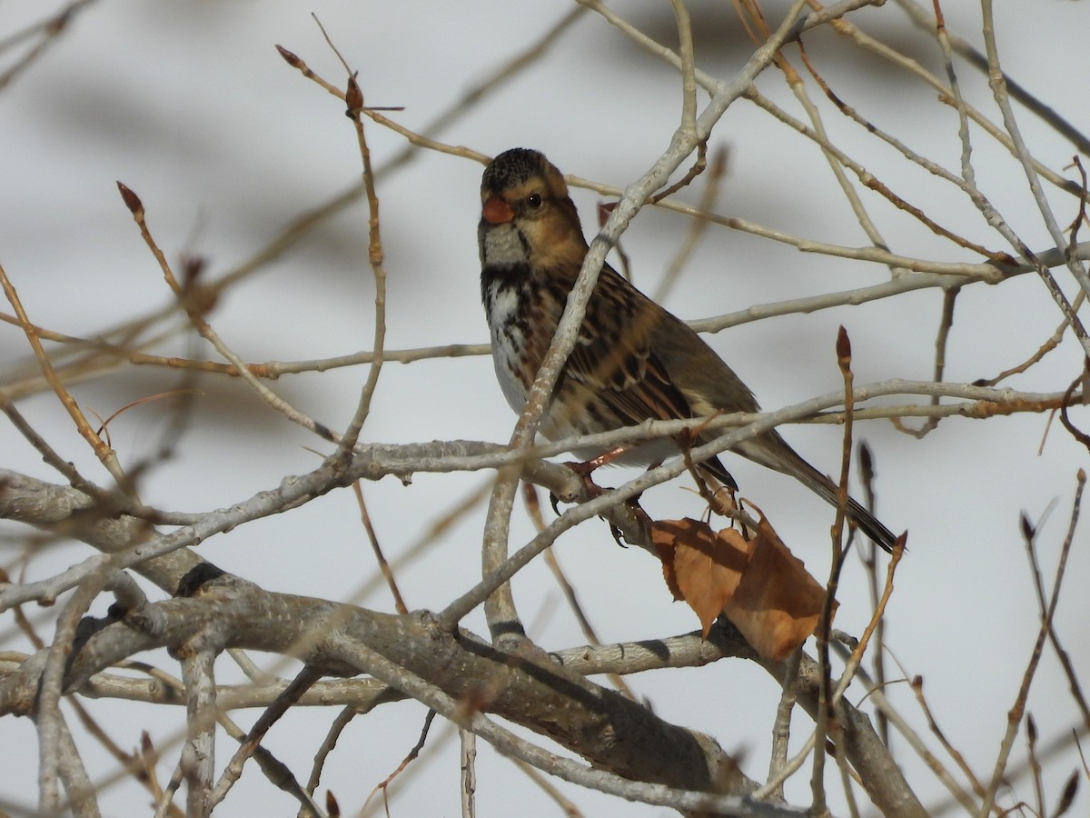 Harris's Sparrow - ML646589749