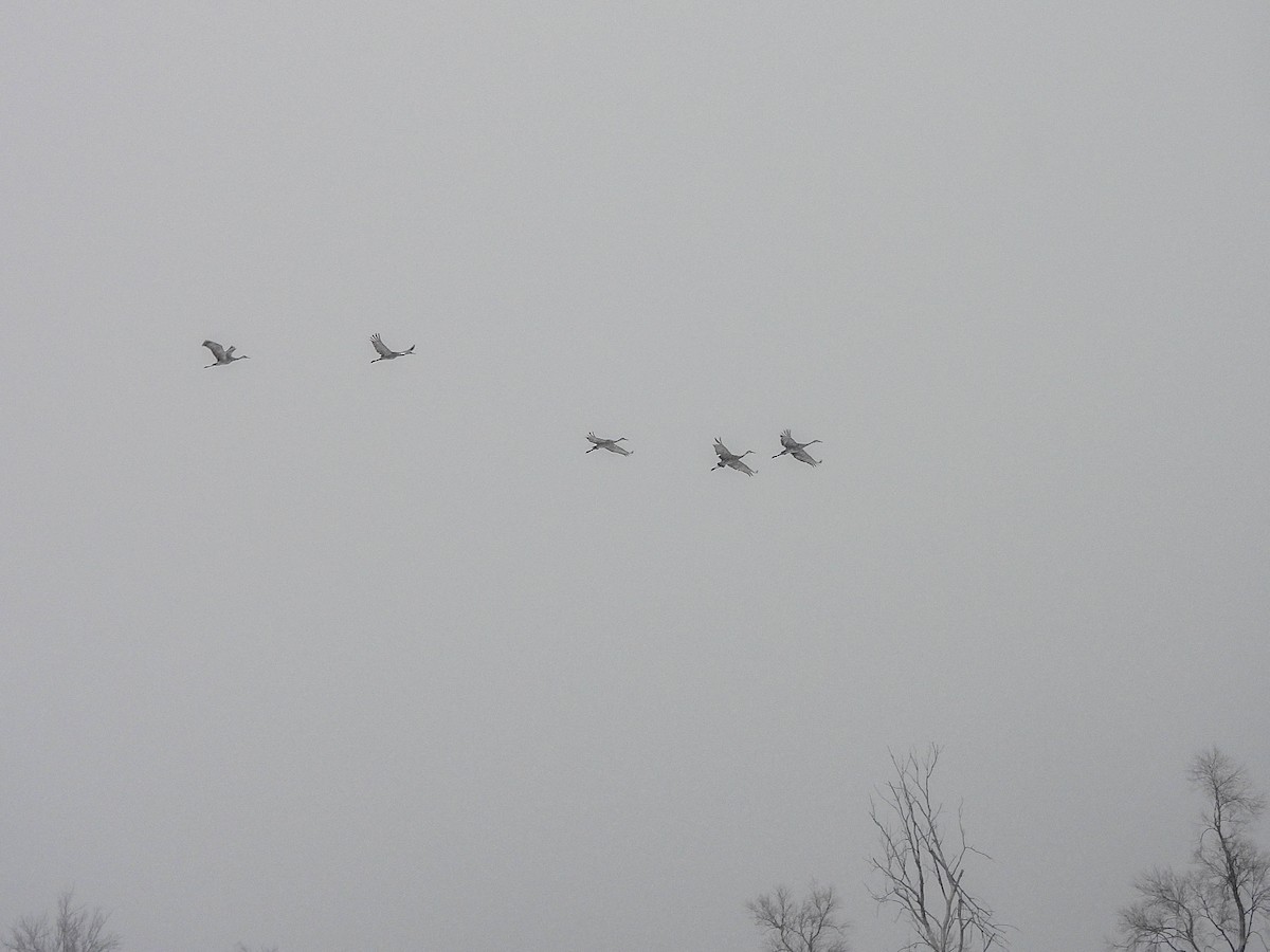 Kanadakranich - ML646589750