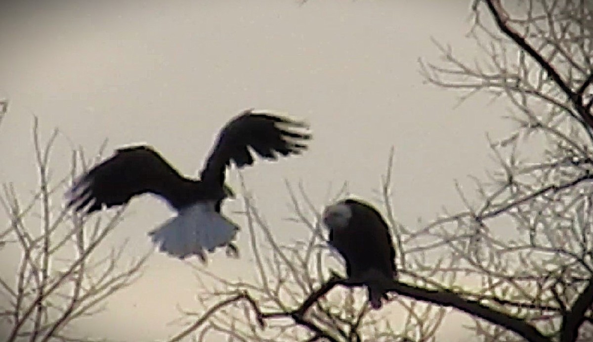 Bald Eagle - ML646589754