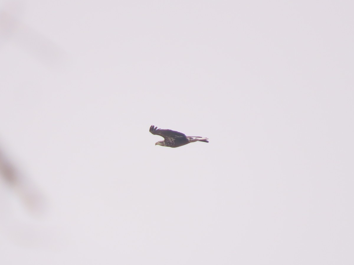 Bald Eagle - ML646589756