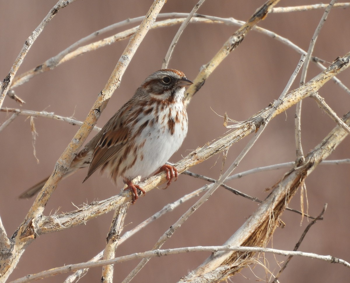 Song Sparrow - ML646589757