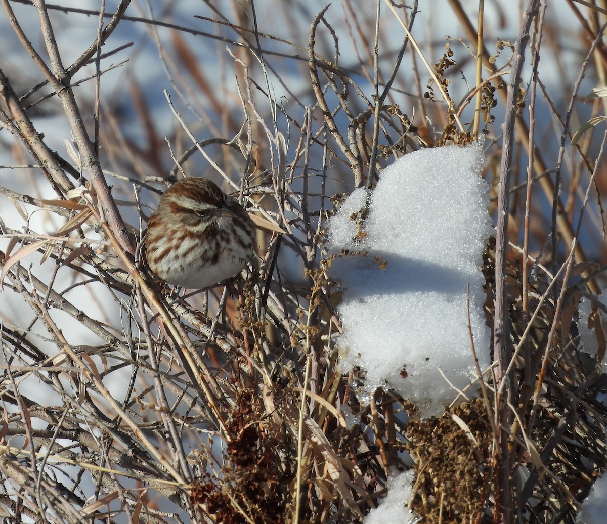 Song Sparrow - ML646589758