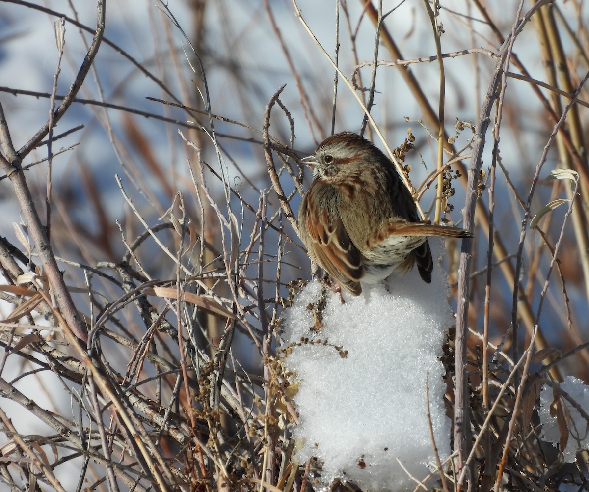 Song Sparrow - ML646589759
