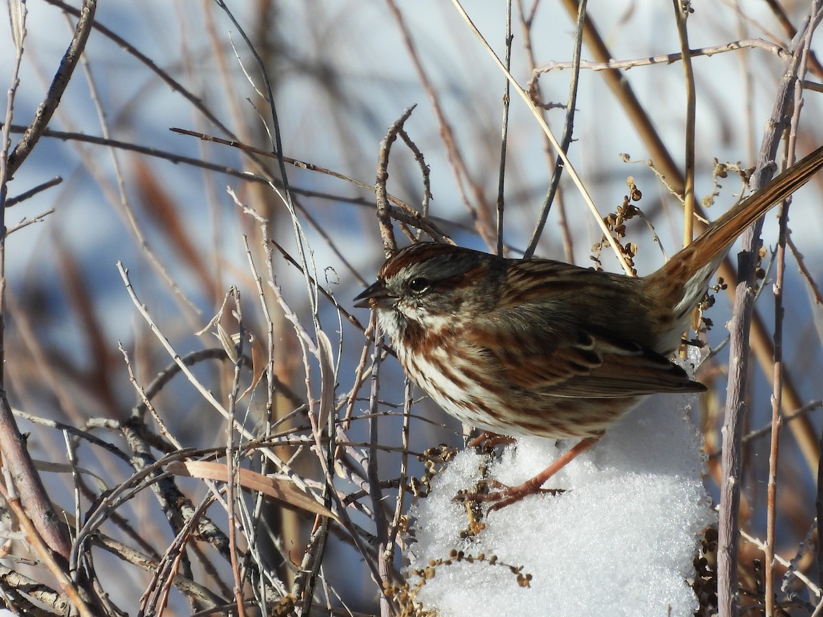 Song Sparrow - ML646589760