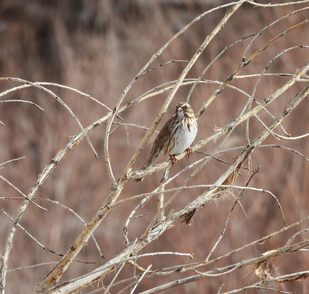 Song Sparrow - ML646589761