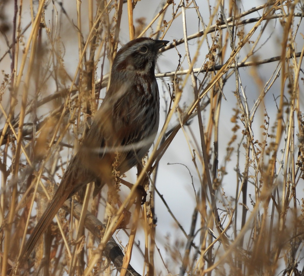 Song Sparrow - ML646589762