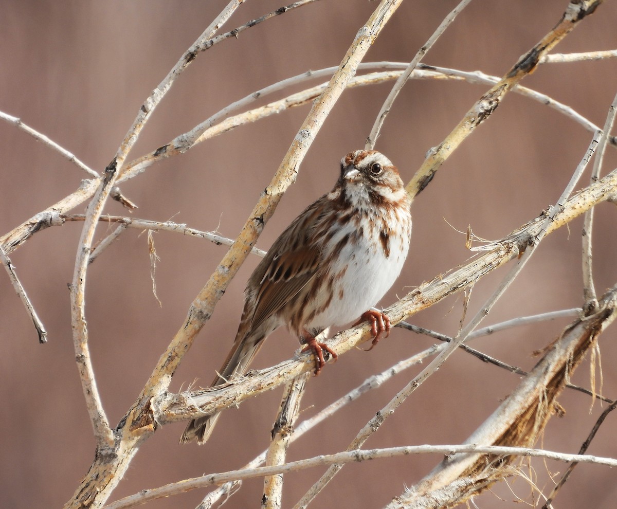 Song Sparrow - ML646589763