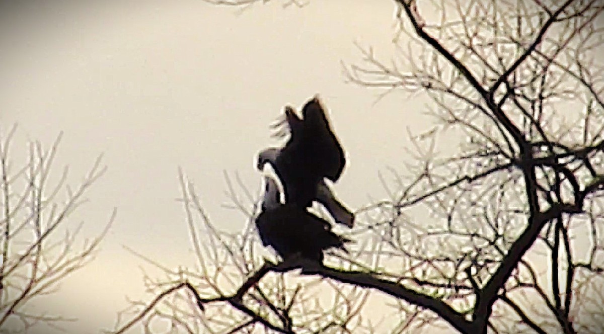 Bald Eagle - ML646589765