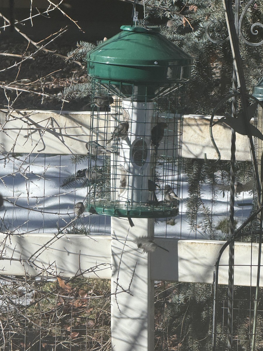 mlynařík americký - ML646589774