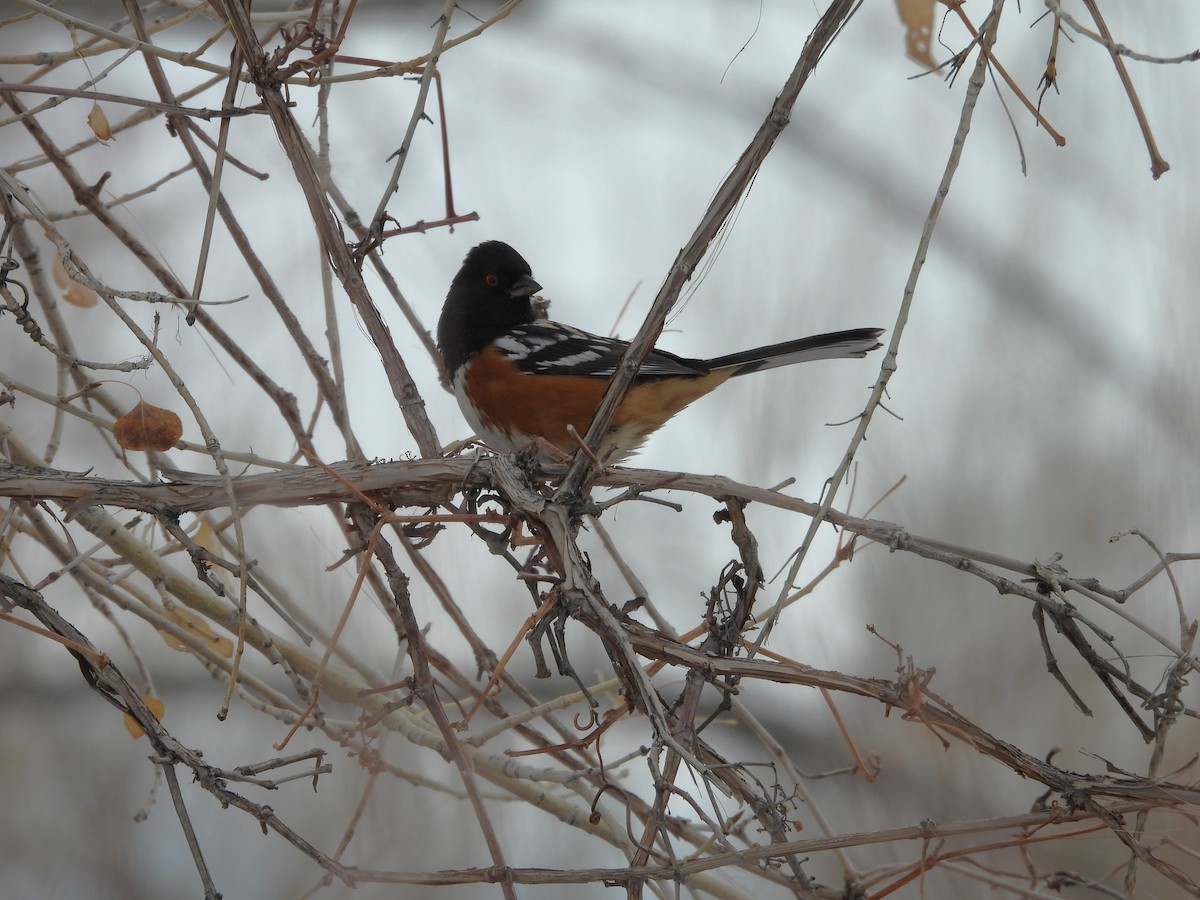 Spotted Towhee - ML646589777