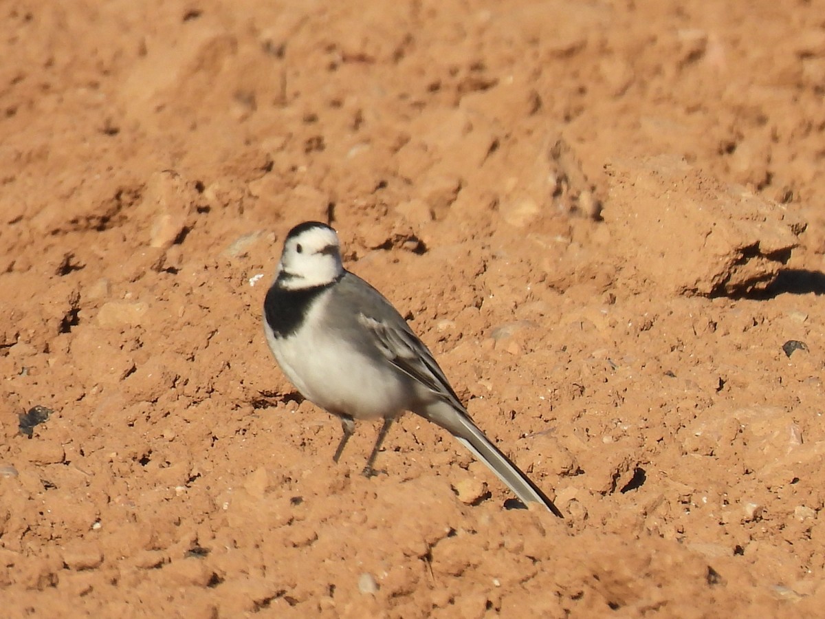 konipas bílý - ML646589781