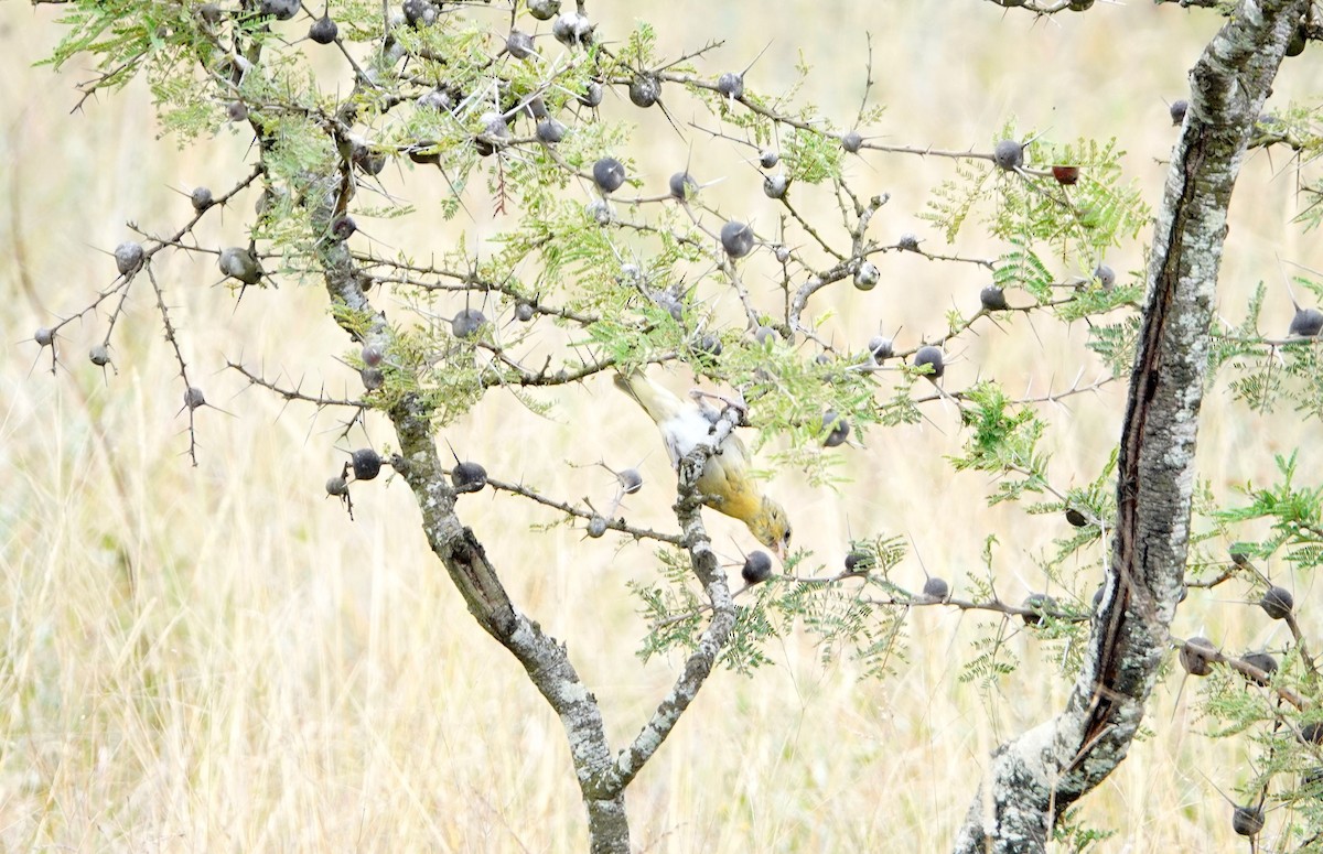 Speke's Weaver - ML646589782