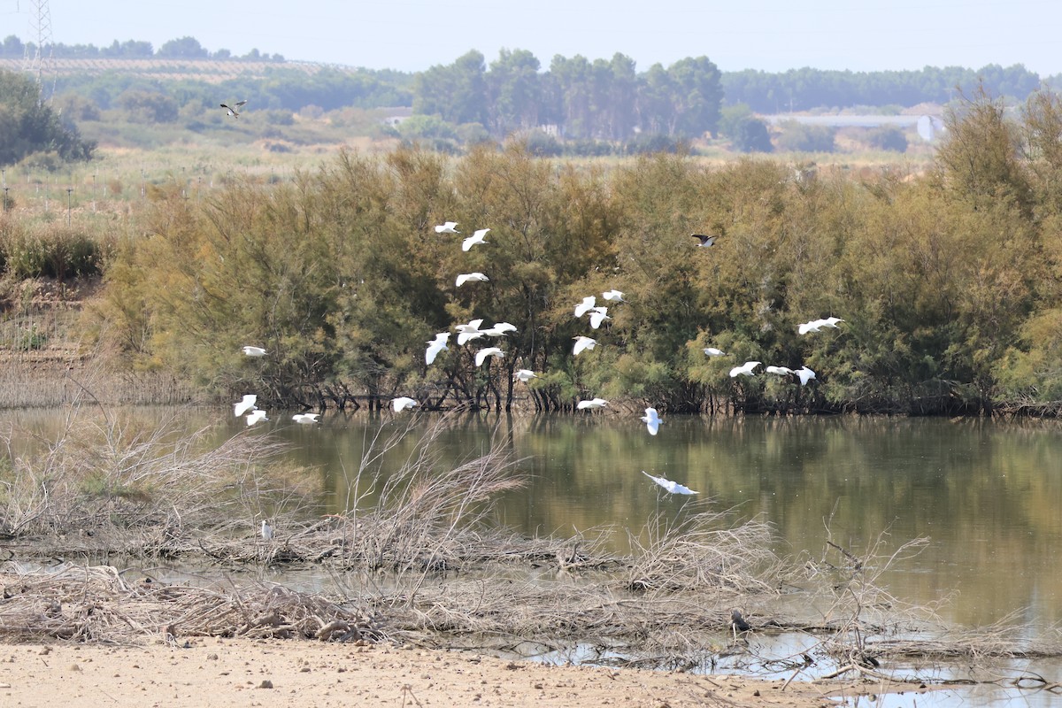 Египетская цапля - ML646589785