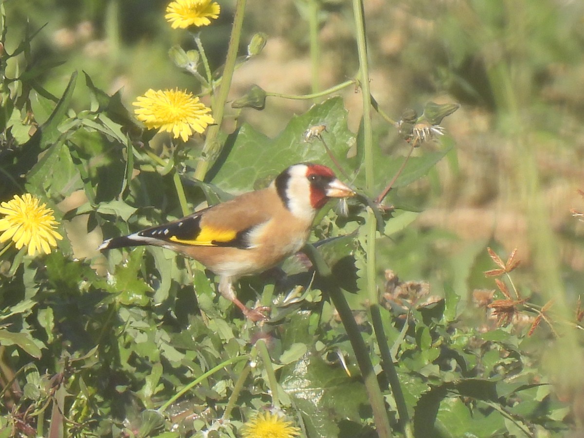 European Goldfinch - ML646589786