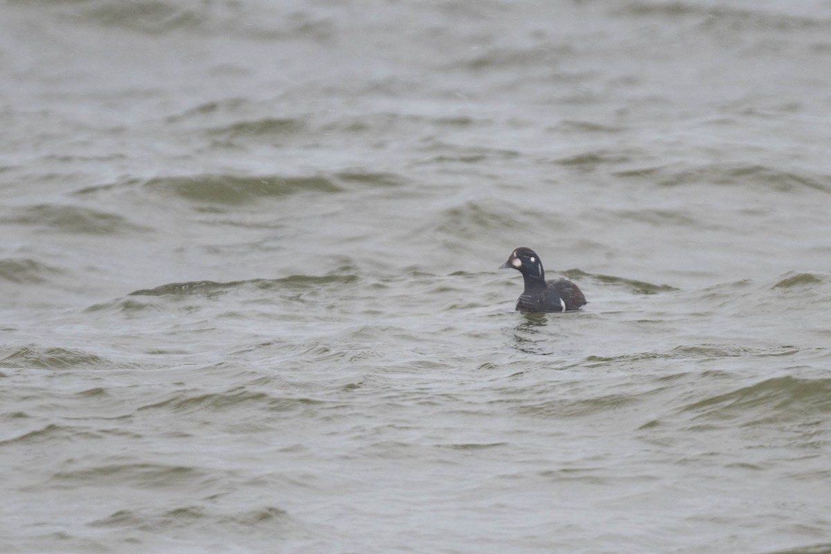 Palyaço Ördeği - ML646589788