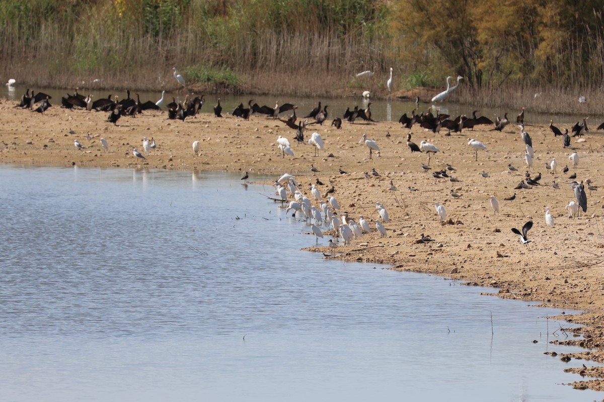 Египетская цапля - ML646589789