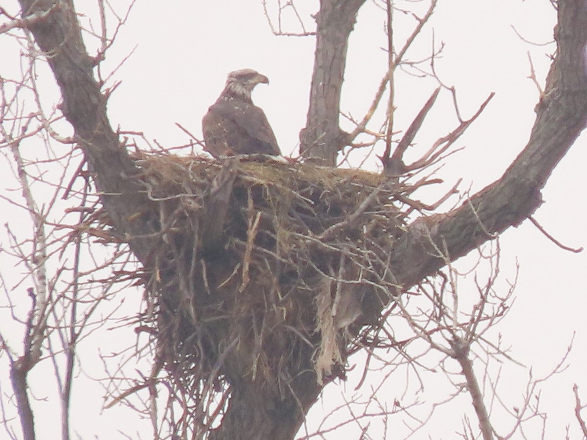 Bald Eagle - ML646589790