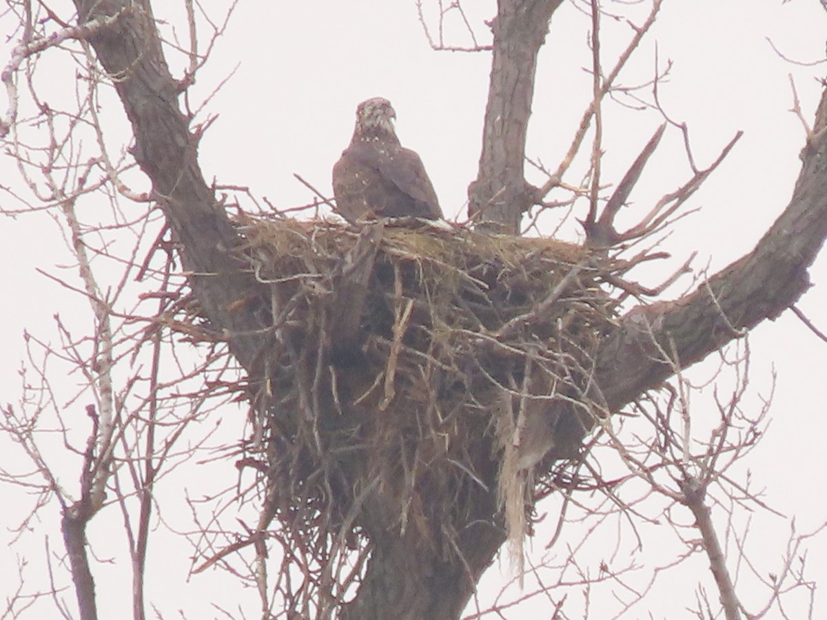 Bald Eagle - ML646589793
